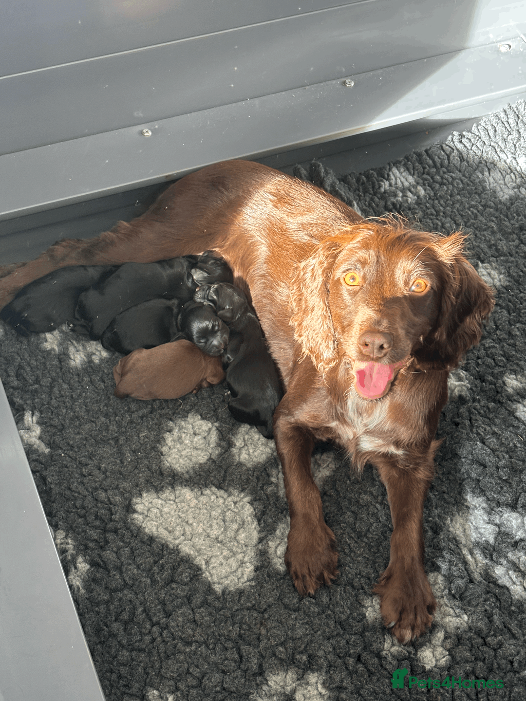 Cocker Spaniel dogs for sale: Gorgeous Working Cocker Spaniel Puppies 🐾 - Advert 1