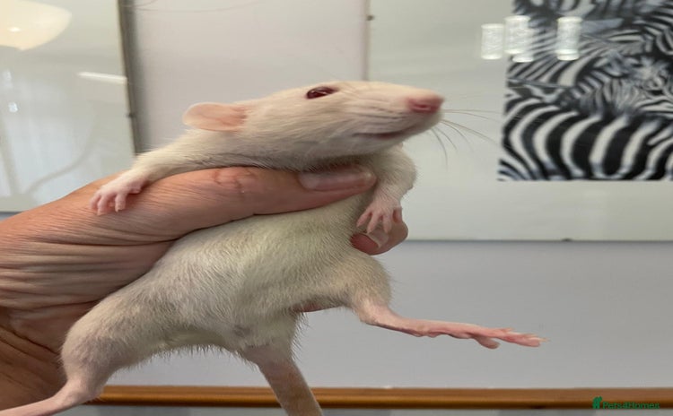 Rat rodents - Advert 1