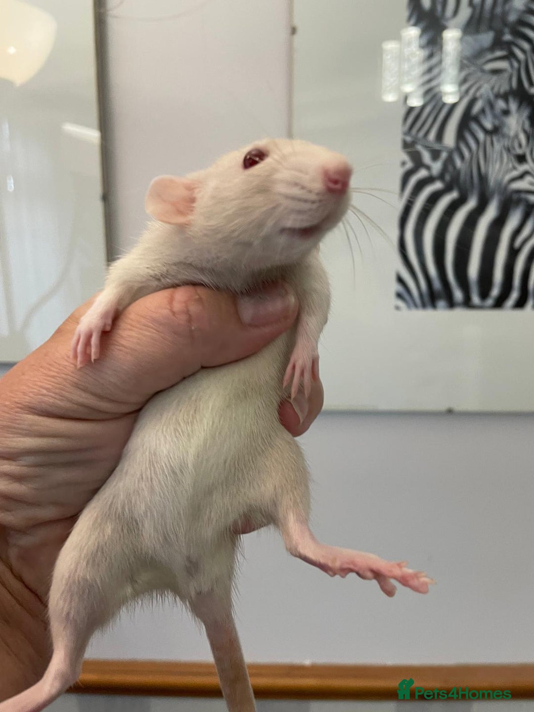 Rat rodents for sale: Very friendly baby rats, including dumbo Siamese  - Image 1