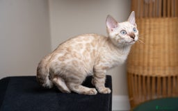 Bengal cats for sale: Frankie-Stunning Snow Bengal-TICA-Available now! - Image 6
