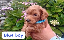 Goldendoodle dogs for sale: Stunning Miniature Goldendoodles - Image 6