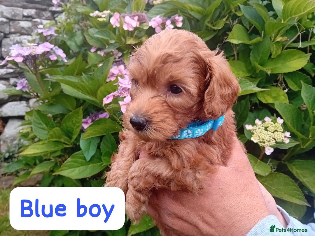 Goldendoodle dogs for sale: Stunning Miniature Goldendoodles - Image 6