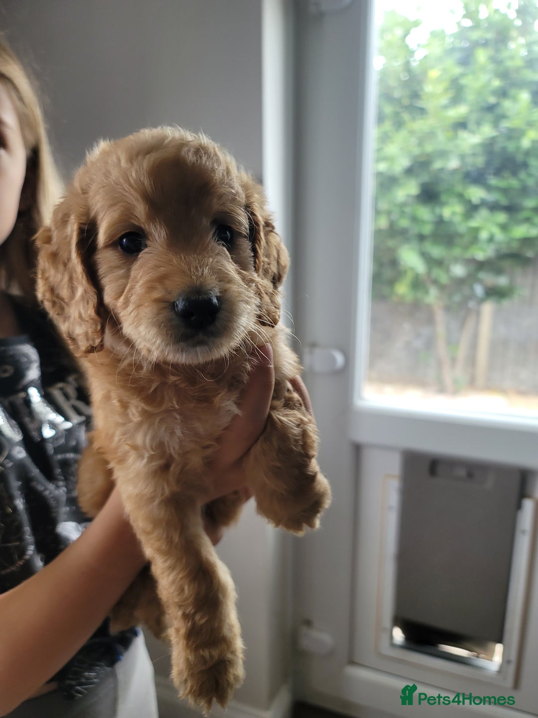 Cockapoo dogs for sale: Adorable Cockerpoo Puppies - Image 26