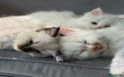 Ragdoll cats for sale: Pure fluffy Ragdoll kittens looking for5 star home - Image 11
