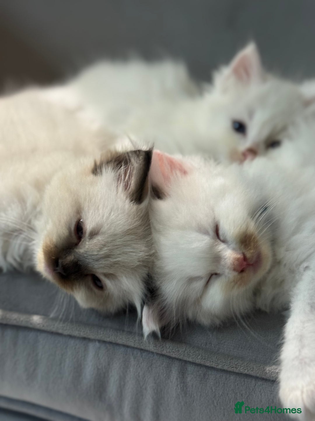 Ragdoll cats for sale: Pure fluffy Ragdoll kittens looking for5 star home - Image 11
