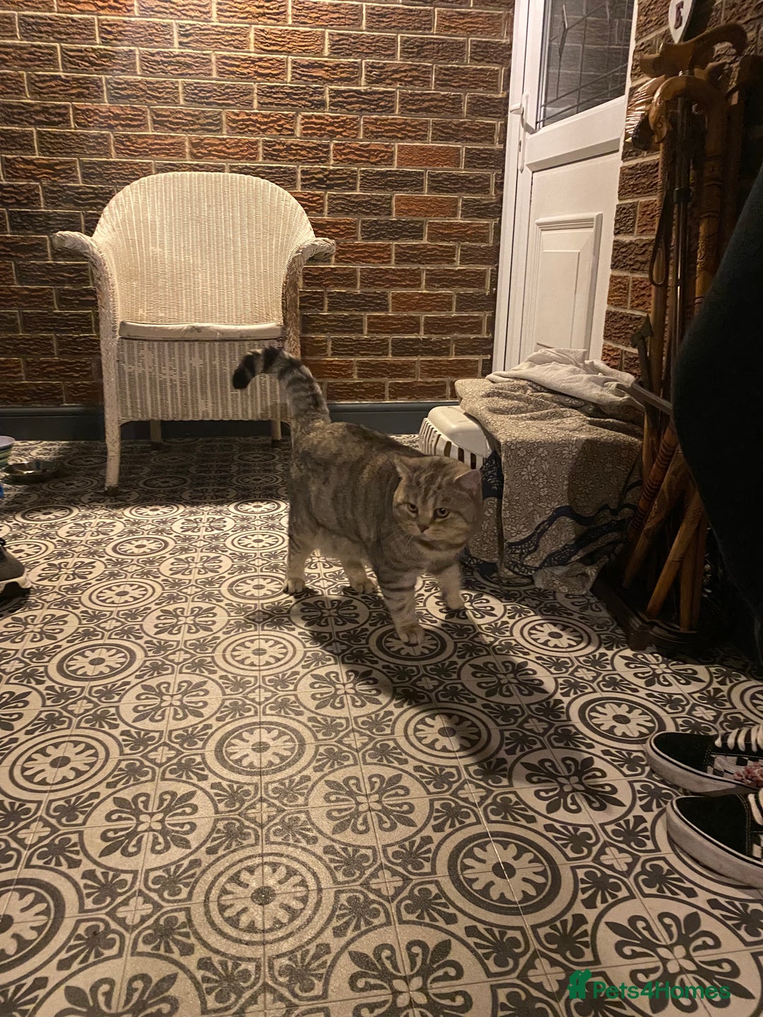 British Shorthair cats for sale: X4 beautiful British short haired kittens - Image 8
