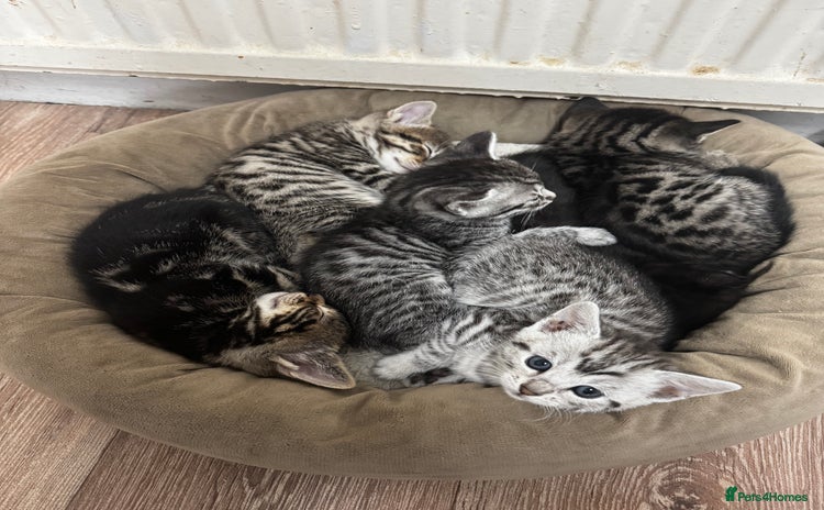 Bengal cats - Advert 1