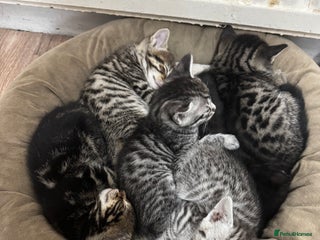 Bengal cats - Advert 9