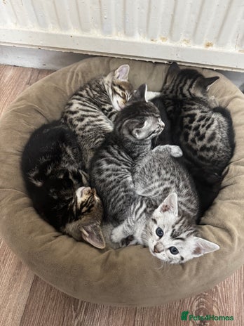 Bengal cats - Advert 1