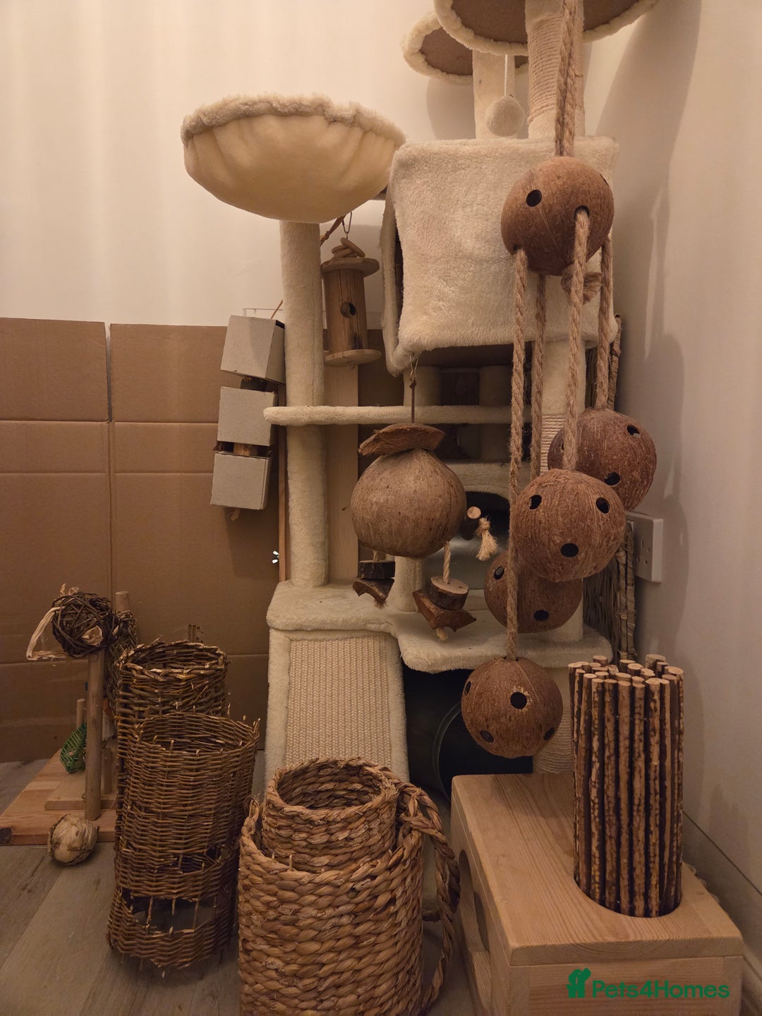 Chinchilla rodents for sale: Two Male Chinchillas with Cage and Set-Up - Advert 20