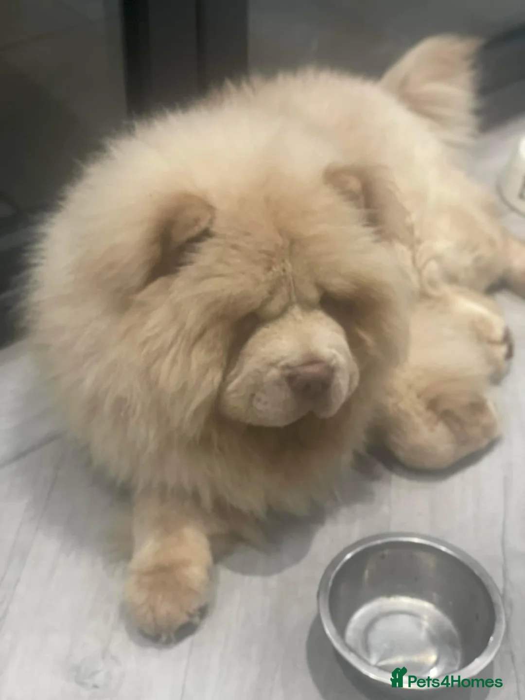 Chow Chow dogs for stud: UKs 🇬🇧 No1 Lilac platinum,top quality rare stud in Liverpool - Advert 4