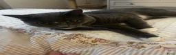 British Shorthair cats for sale: British short hair Oreo  - Advert 1