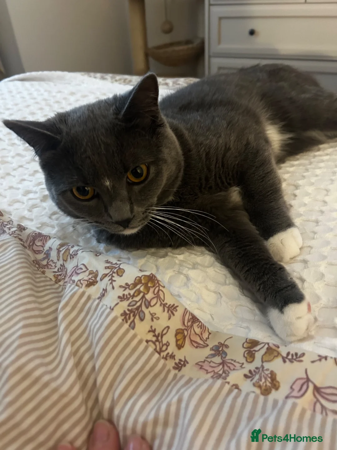 British Shorthair cats for sale: British short hair Oreo  - Advert 1