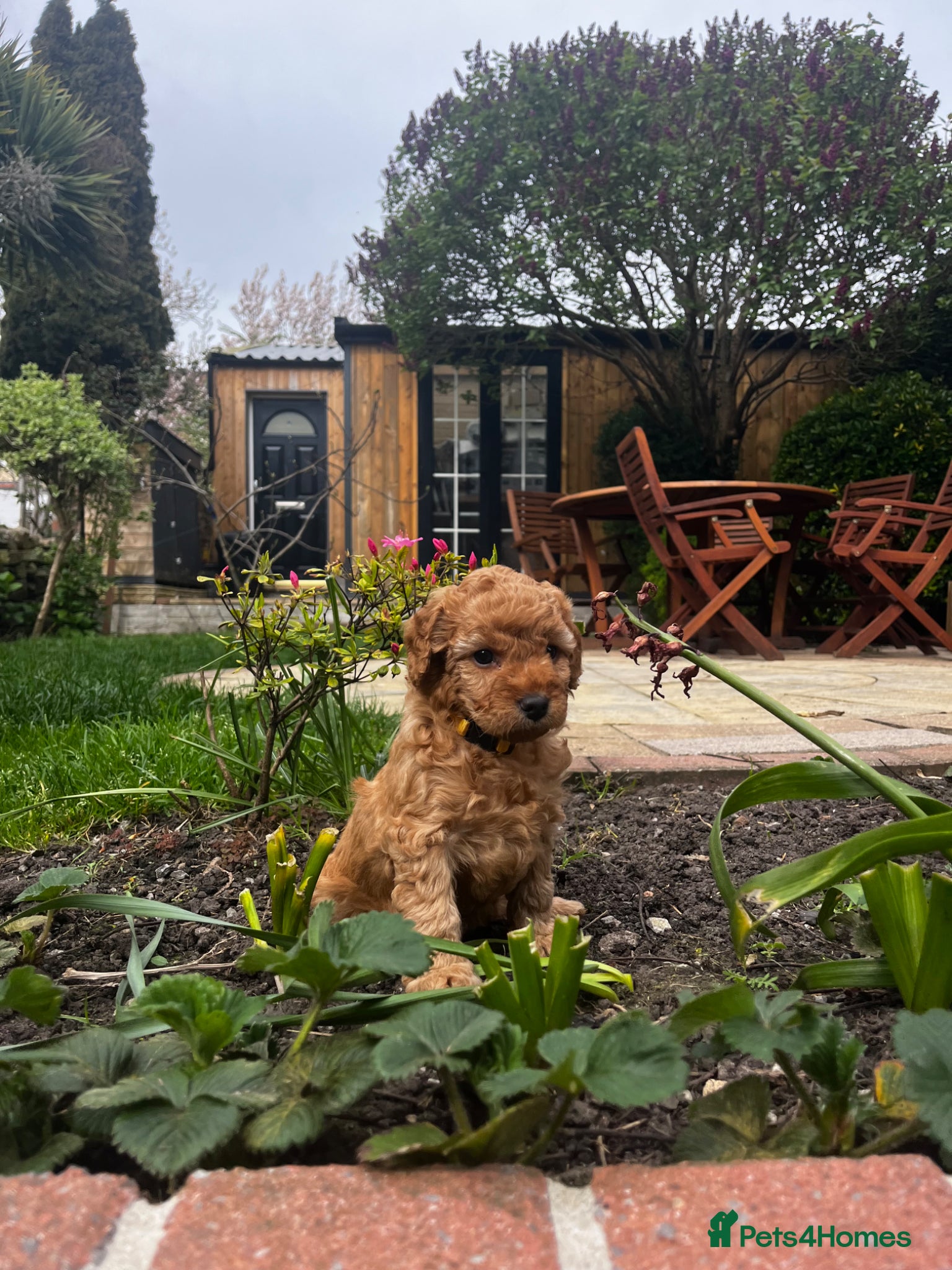Cockapoo dogs Miniature f1b Cockapoo DNA clear 🐶  - Advert 2