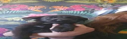 Sheprador dogs for sale: Amazing litter of sheprador puppies  - Advert 6