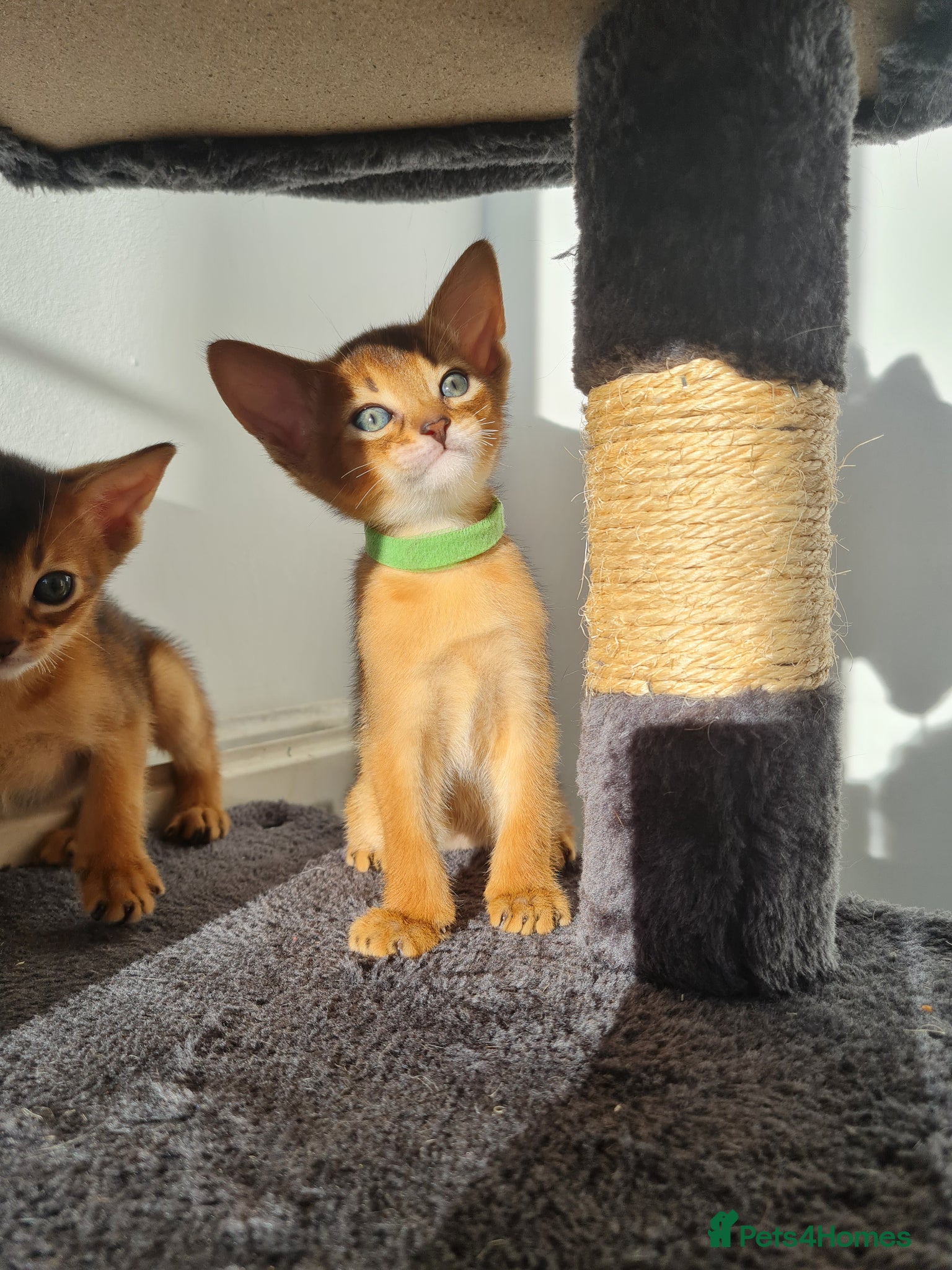 Abyssinian cats LAST TWO BOYS,champion line Abyssinian kittens🎖 - Advert 10