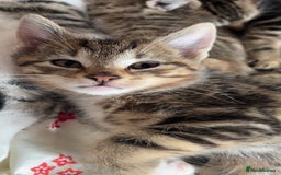 Domestic Shorthair cats for sale: Kittens kitten baby cats - Image 1