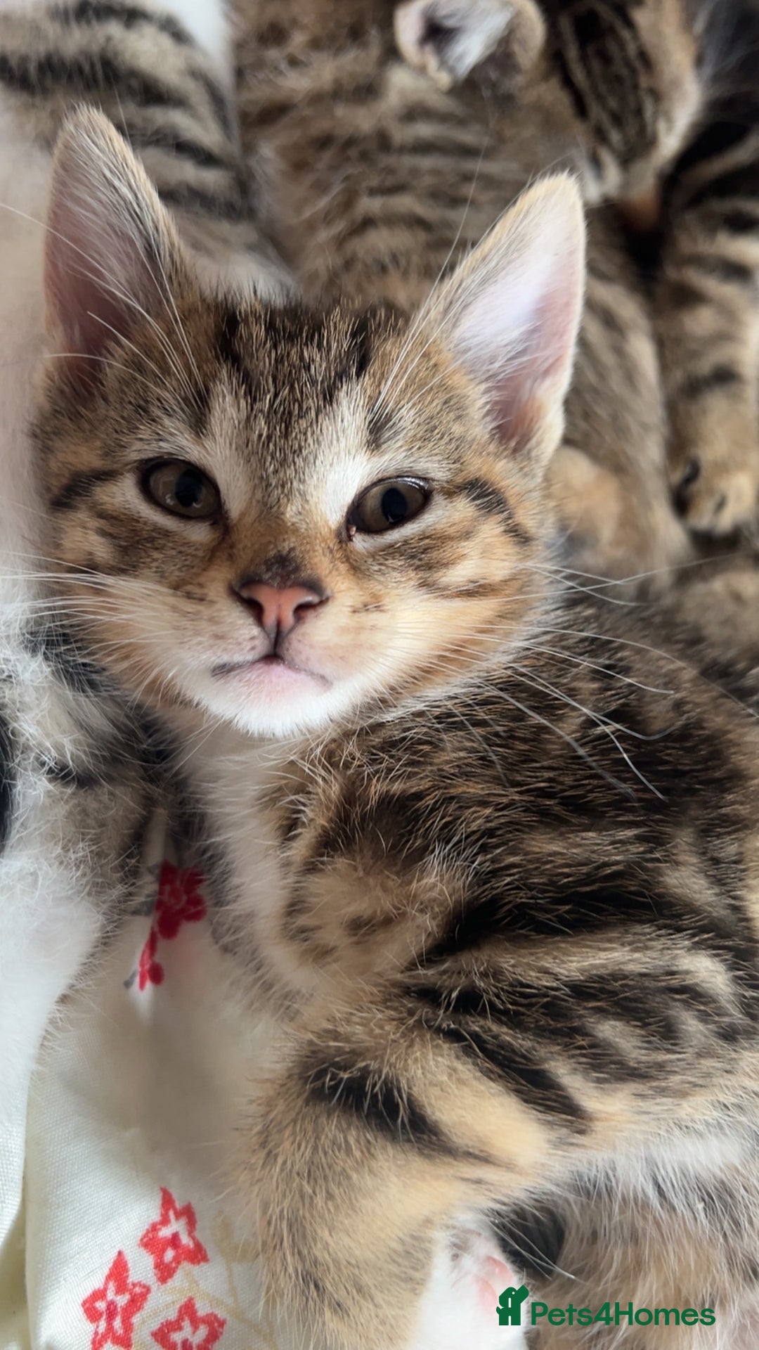 Domestic Shorthair cats for sale: Kittens kitten baby cats - Image 1