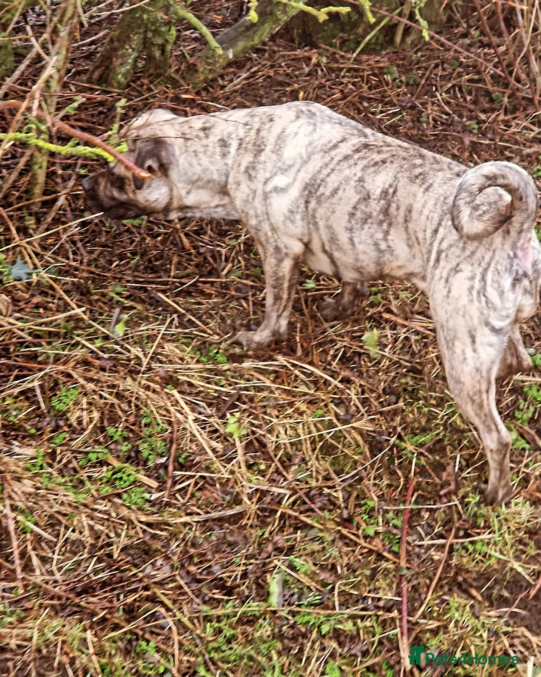 Mixed Breed dogs for sale: Pug x for rehome - Advert 2