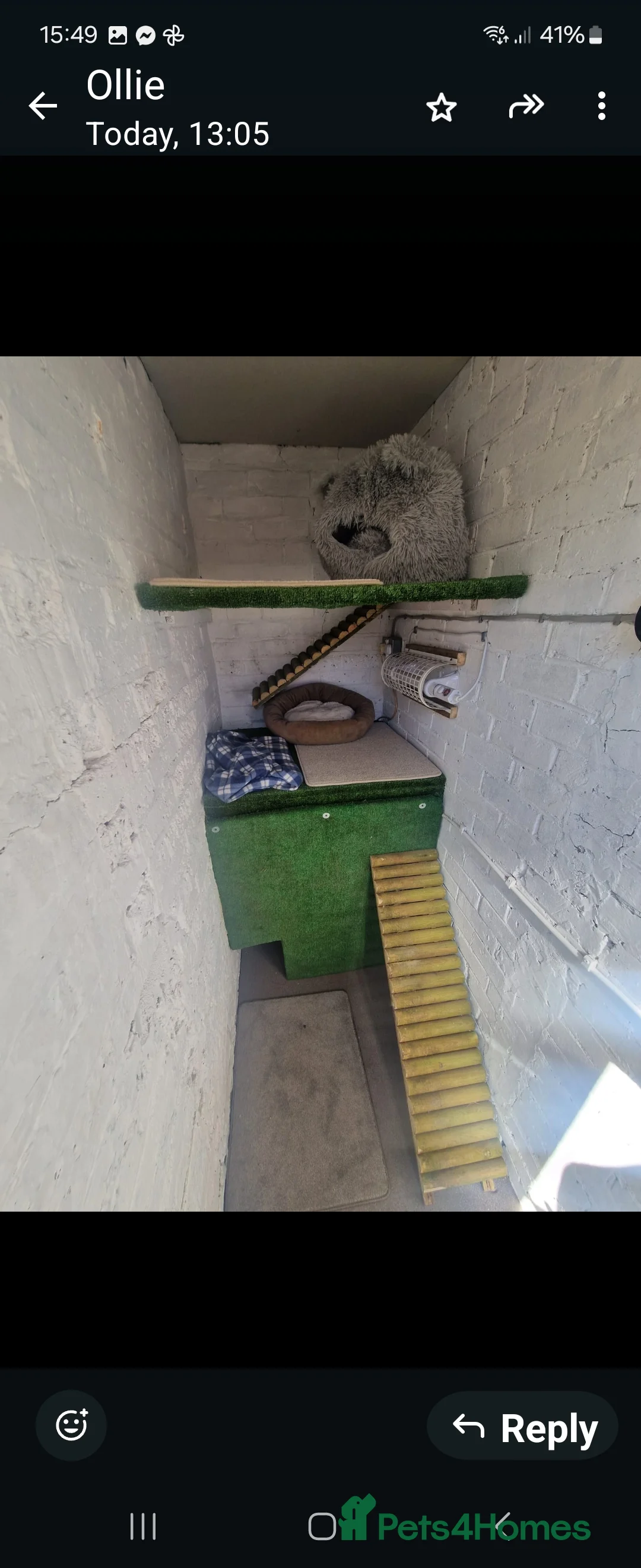 Bengal cats for stud: Proven Snow Bengal for studd in Southampton - Advert 18