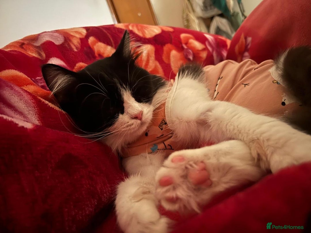 Mixed Breed cats for adoption: SUSHI - mix Persian girl fun affectionate spayed - Advert 12