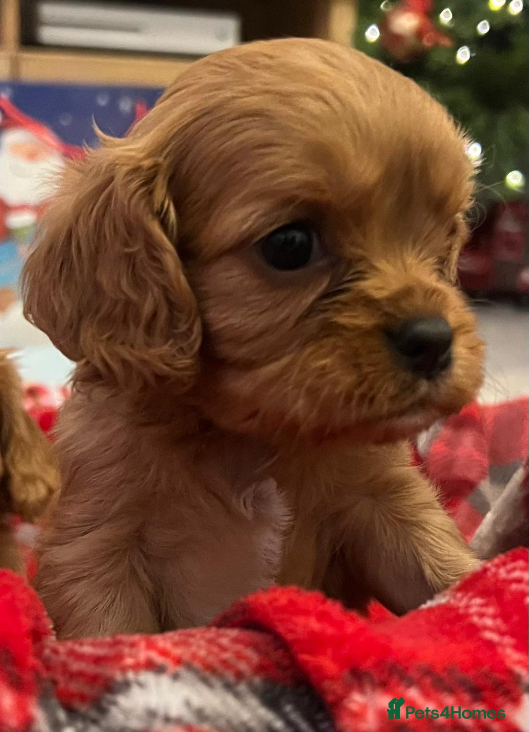 Cavalier King Charles Spaniel dogs for sale: ❤️KC REGISTERED HEALTH CLEAR CAVALIER PUPPIES❤️ - Advert 3