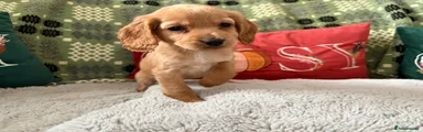 Cockapoo 3
