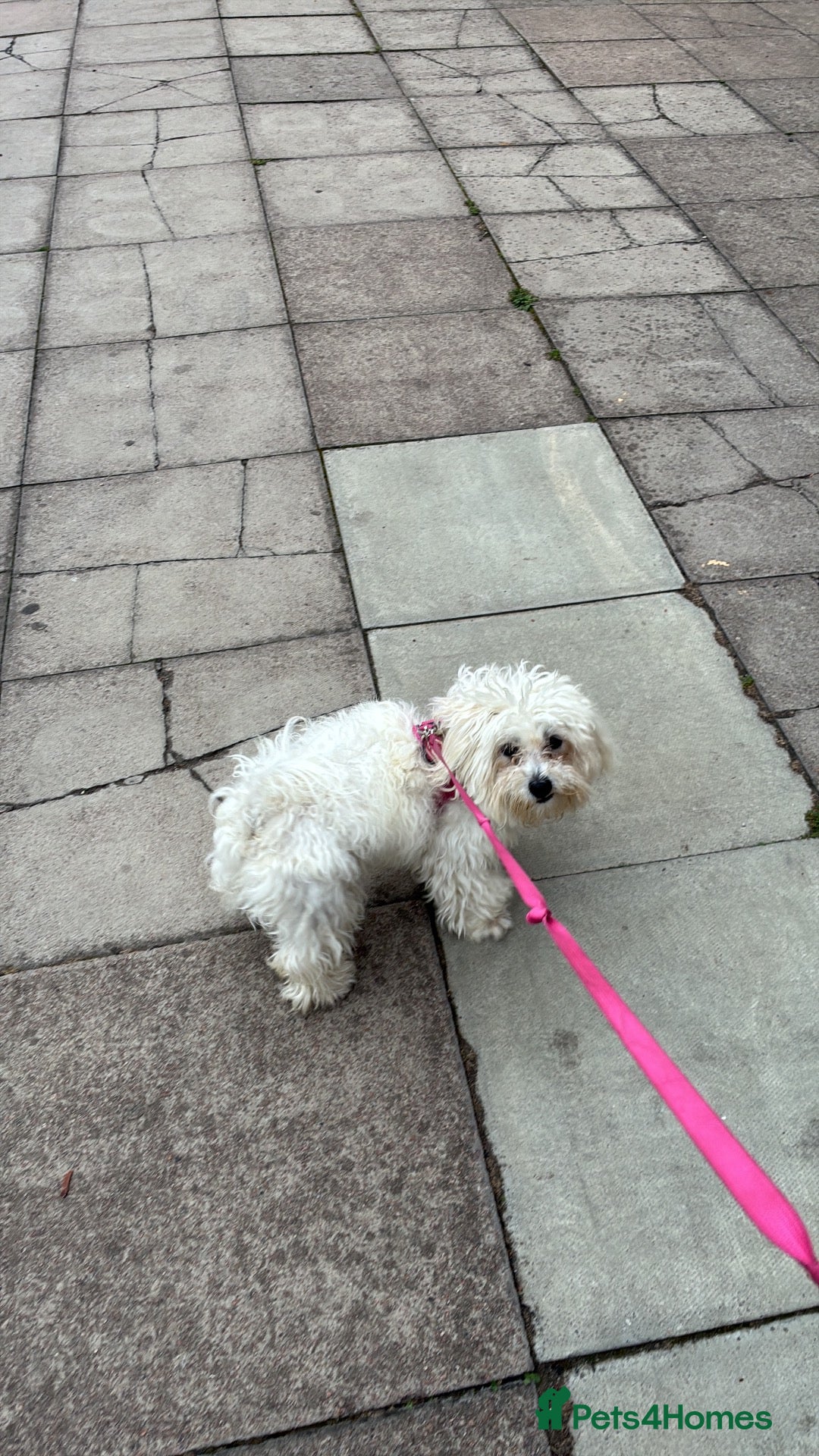 Mixed Breed dogs Poppy Maltese cross  - Advert 8