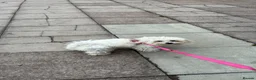 Mixed Breed dogs for sale: Poppy Maltese cross  in Mitcham - Advert 1