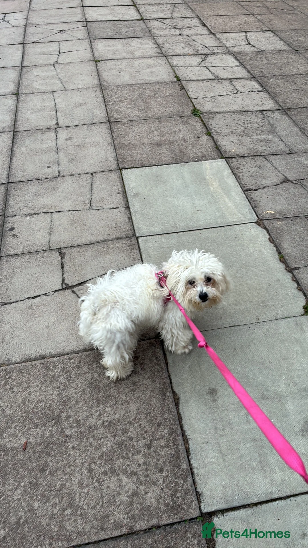 Mixed Breed dogs for sale: Poppy Maltese cross  in Mitcham - Advert 1