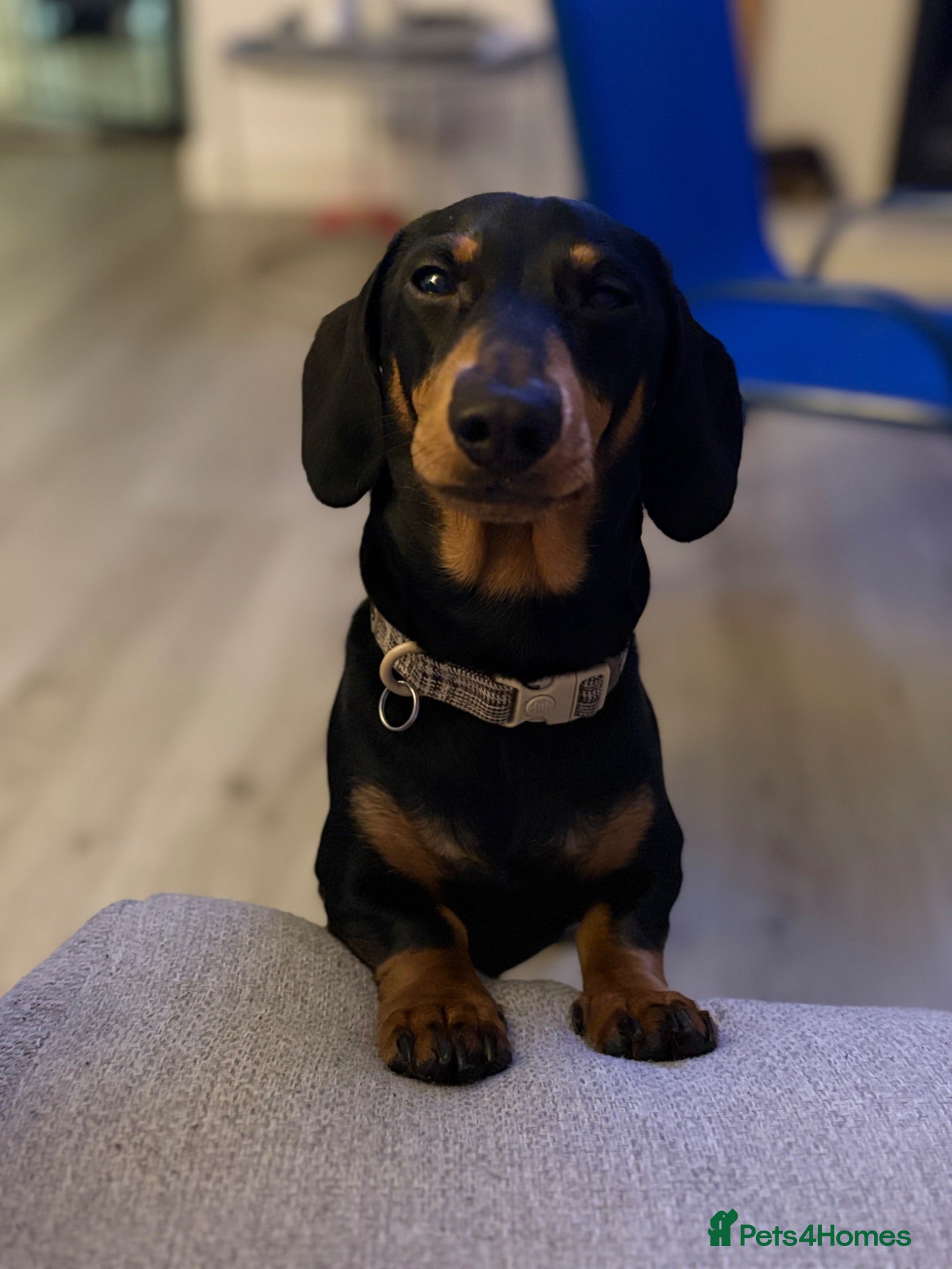 Miniature Dachshund dogs Miniature Daschund for Stud - Advert 14
