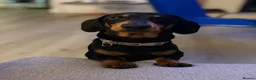 Miniature Dachshund dogs for stud: Miniature Daschund for Stud in Kirkliston - Advert 1