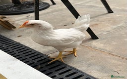 Chickens poultry for sale: 🚜 Small Flock Starter Pack-Up to 600 Eggs a Year! - Image 5
