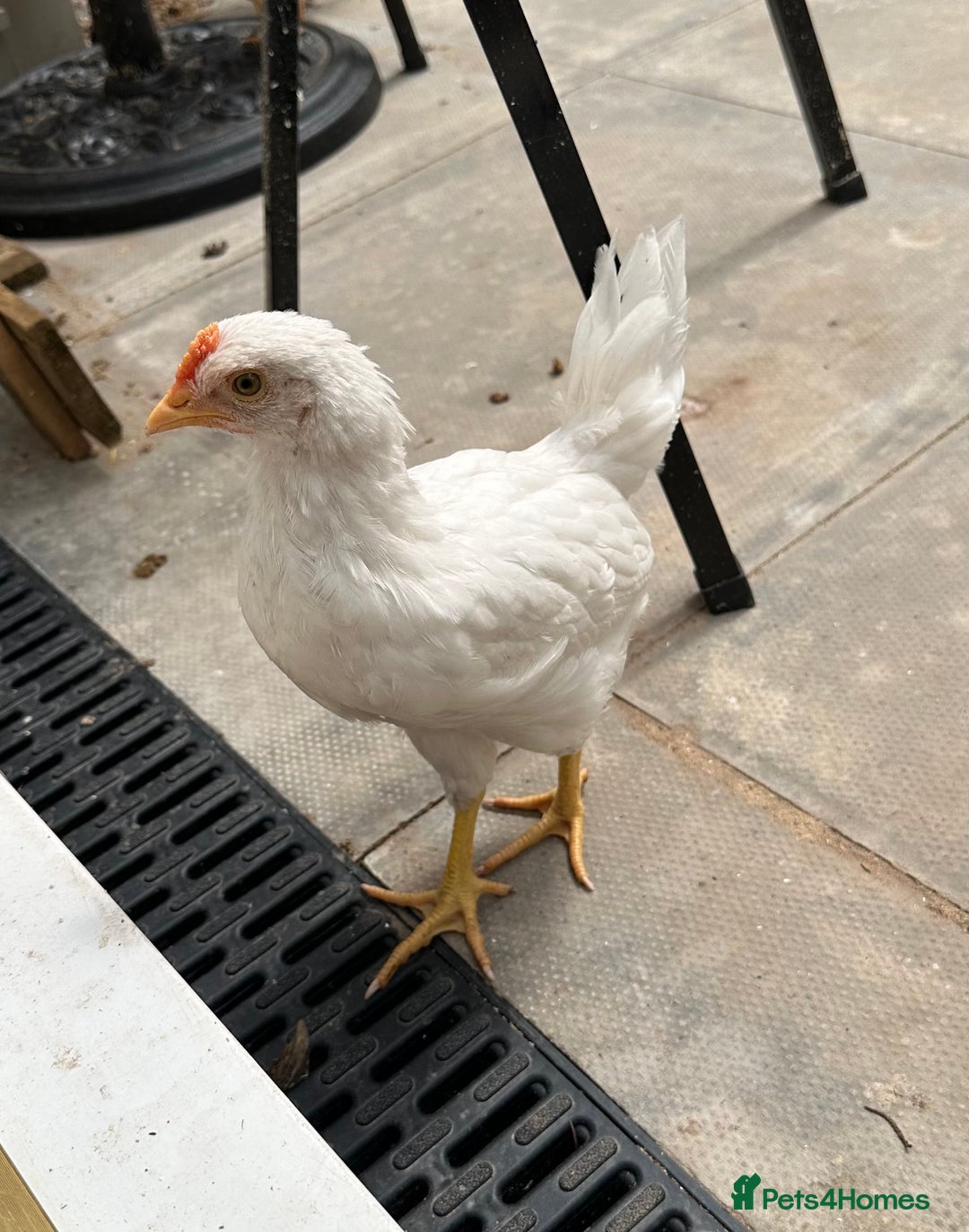Chickens poultry for sale: 🚜 Small Flock Starter Pack-Up to 600 Eggs a Year! - Image 5
