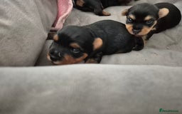 Yorkshire Terrier dogs for sale: Adorable Yorkie Puppies Ready for Loving Homes - Image 8