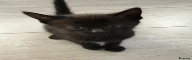 Kitten 4