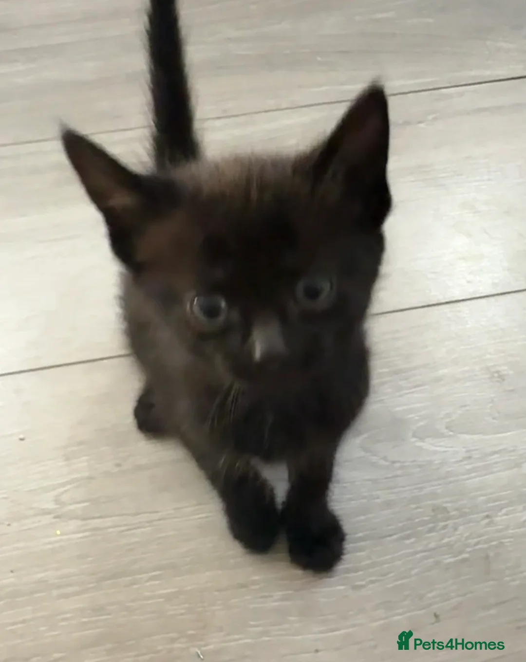 Mixed Breed cats for sale: Chunky fluffy kittens - Advert 2