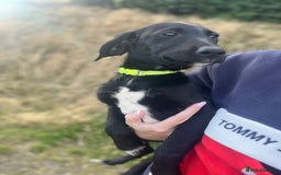 Mixed Breed dogs for sale:  5 LEFT! Kelpie x Lab Puppies - Image 3