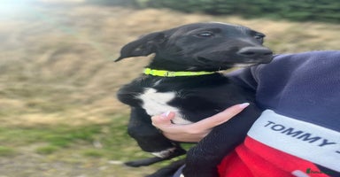 Mixed Breed dogs - Advert 3
