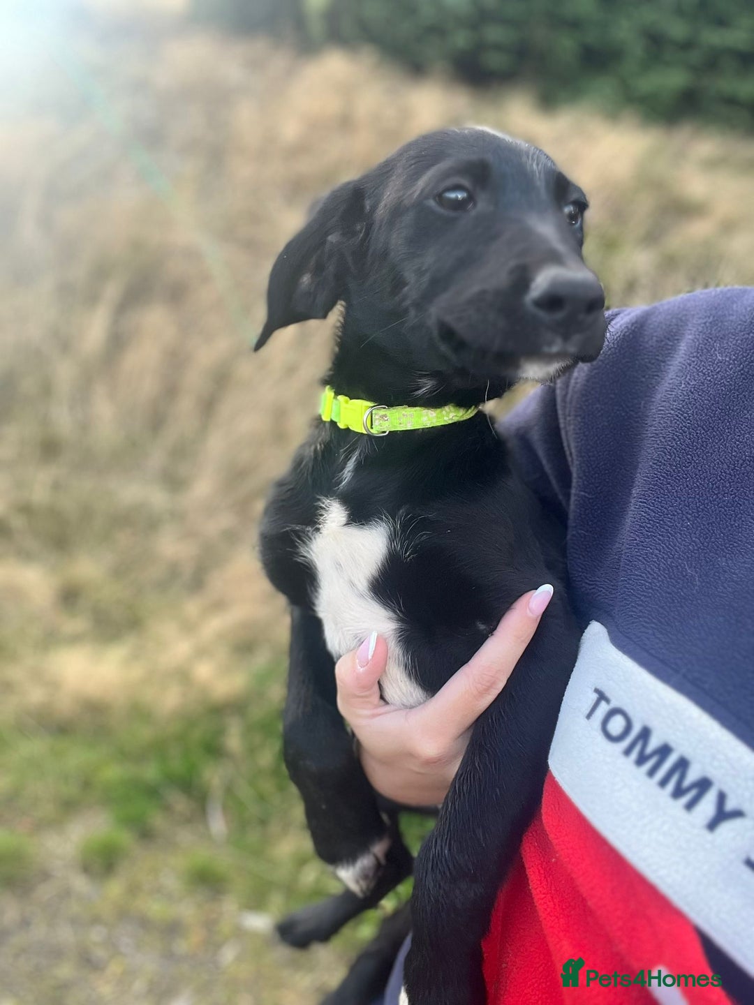 Mixed Breed dogs for sale:  5 LEFT! Kelpie x Lab Puppies - Image 3