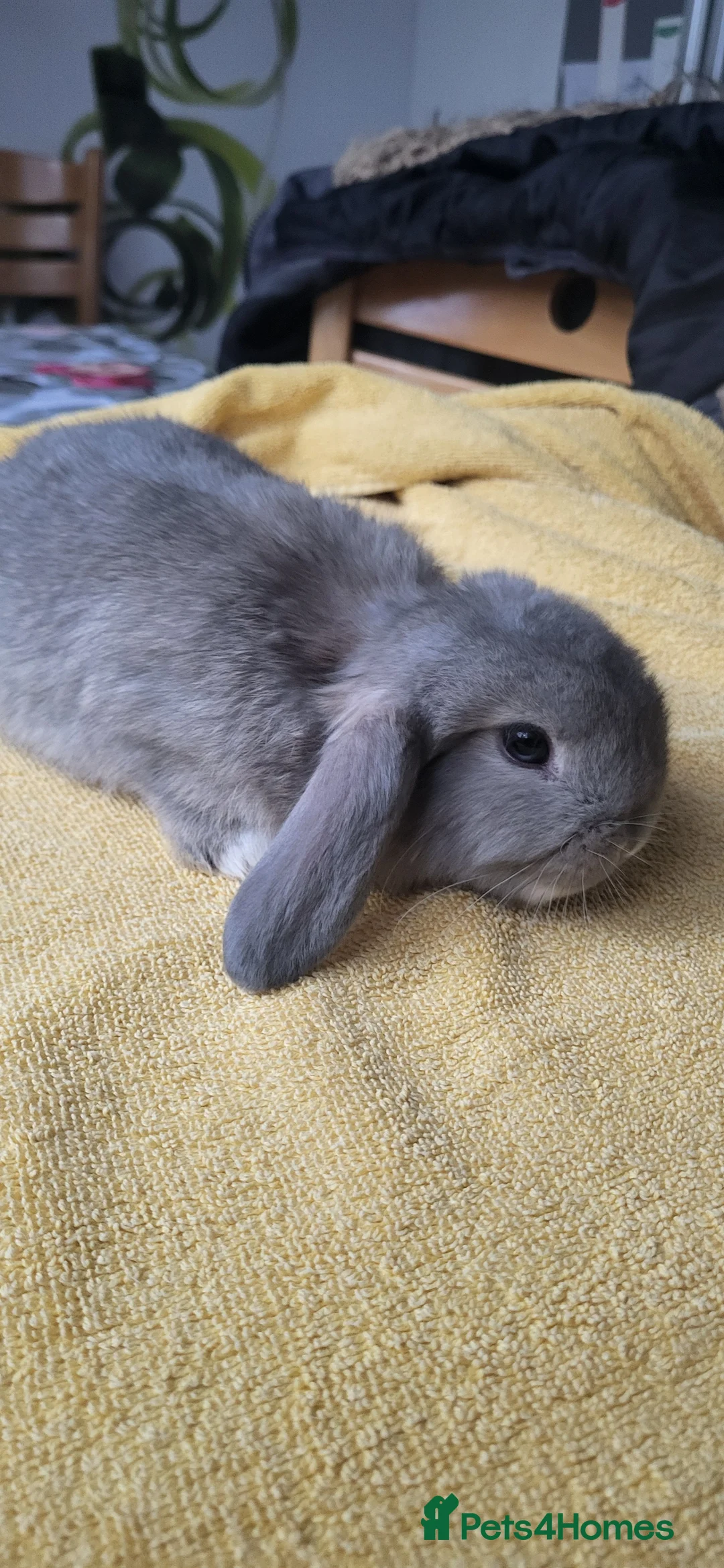 Mini Lop rabbits for sale: Mini lop looking for the best possible homes . - Advert 2
