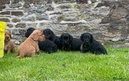 Cocker Spaniel dogs for sale: Kc reg working cocker spaniel pups - Image 3