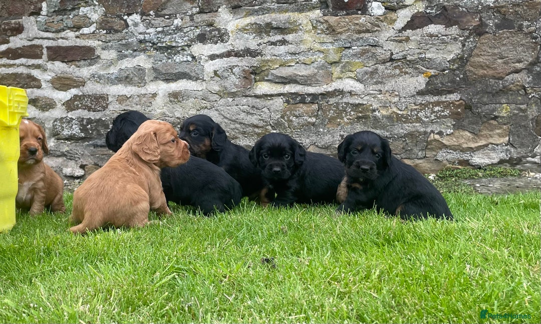 Cocker Spaniel dogs for sale: Kc reg working cocker spaniel pups - Image 3