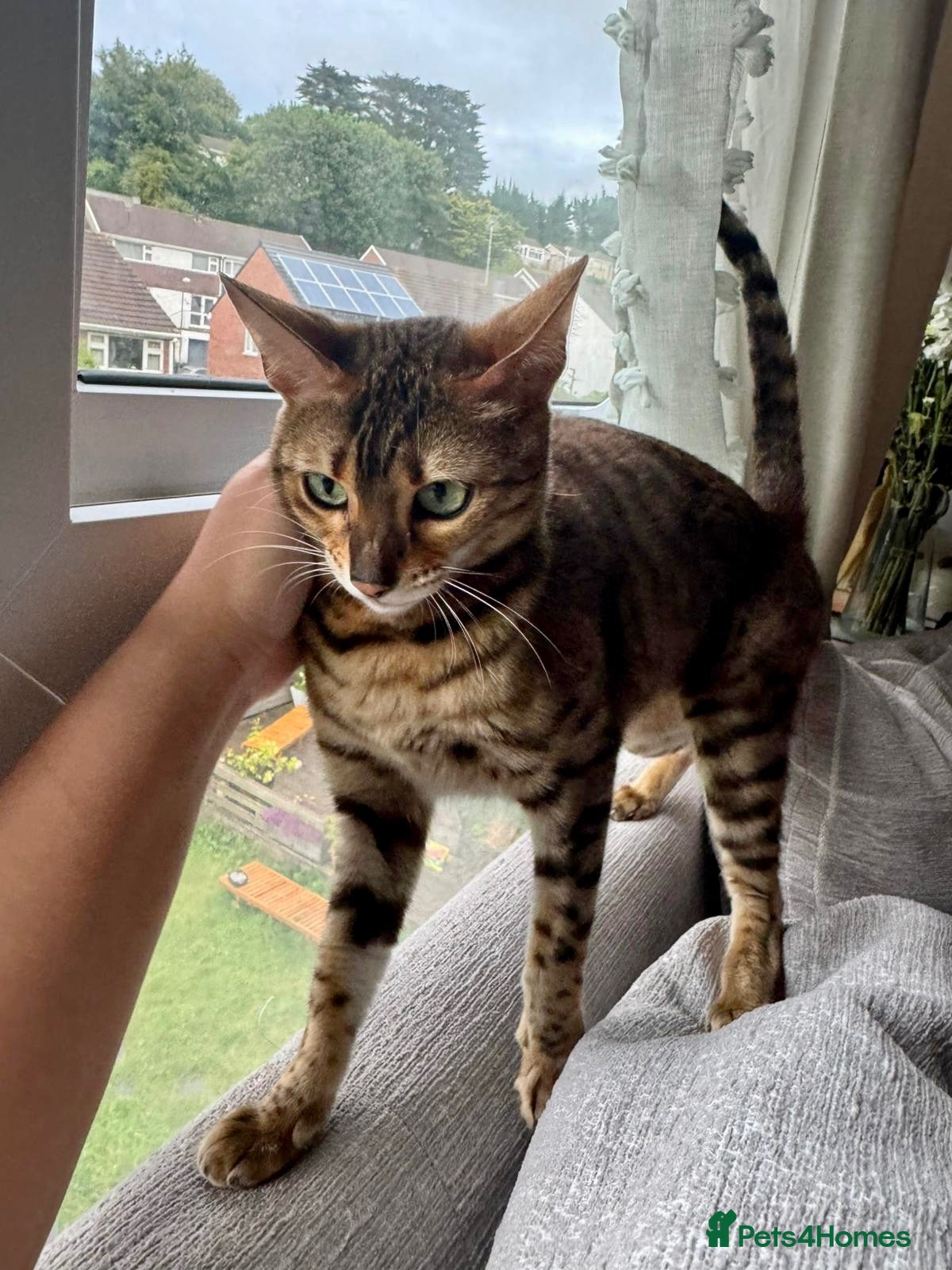 Bengal cats Sweet bengal looking for her quiet, loving home - Advert 14