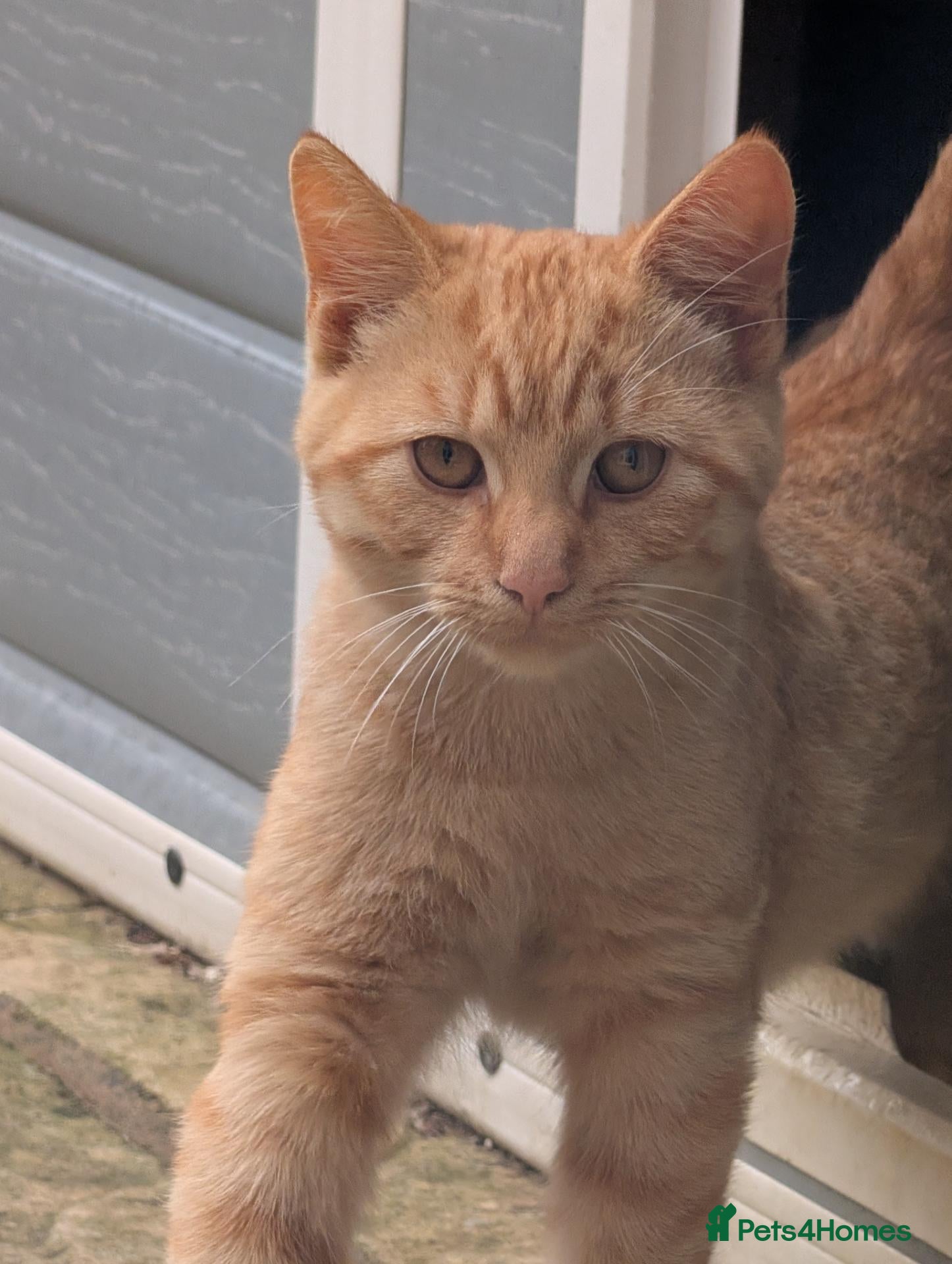 Bengal cats Bengal/Norwegian kittens price drop & updated pics - Advert 1