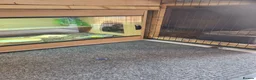 Lizard reptiles for sale: Red Tegu - Advert 2