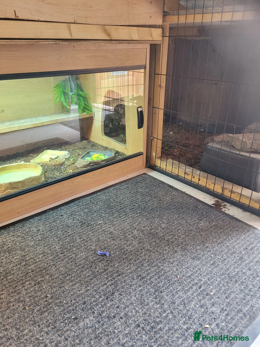 Lizard reptiles for sale: Red Tegu - Advert 2