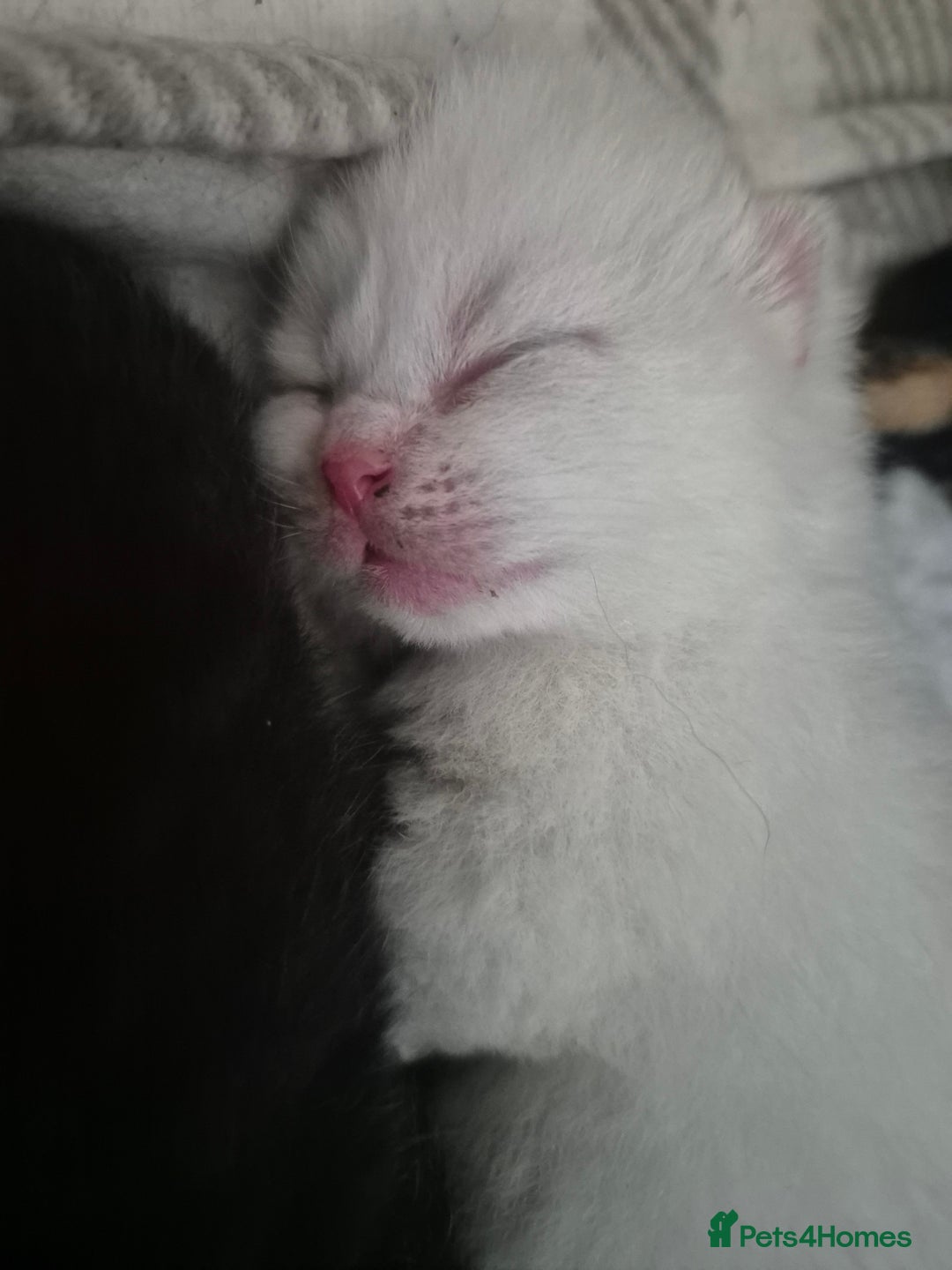 British Shorthair cats for sale: Beautiful Tortoiseshell and White pure BSH - Image 10