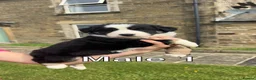Border Collie dogs for sale: Border Collie Puppy’s litter of 6 gorgeous pups.  - Advert 2