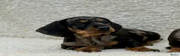 Dachshund dogs for sale: Gorgeous miniature dachshund puppies  - Advert 14